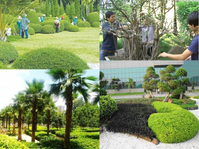 Dịch vụ chăm sóc bảo dưỡng cây xanh